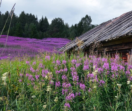 How is ivan tea useful and important for nature?